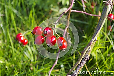 Red rose hips Stock Photo