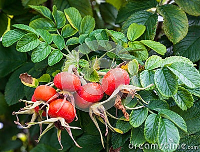 Red rose hips on the dog rose bush Stock Photo