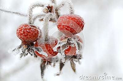Red rose-hips macro in winter under frost Stock Photo