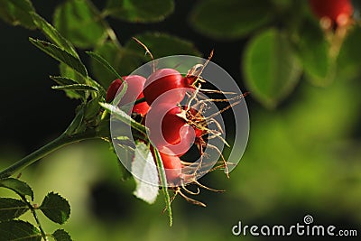 Red rose hips Stock Photo