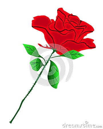 Red rose Stock Photo