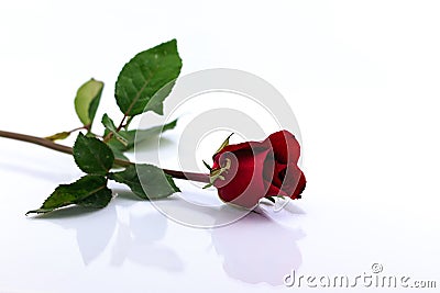 Red rose isolated with shadow horizontally Stock Photo