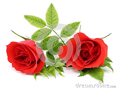 Red Rose Stock Photo