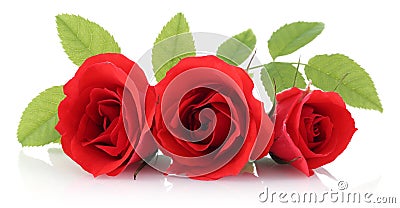 Red Rose Stock Photo