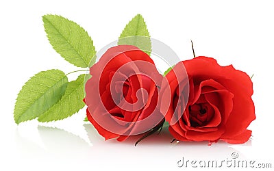 Red Rose Stock Photo