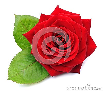Red rose isolated Stock Photo