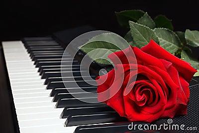 Red rose on keyboard of the synth on black background Stock Photo