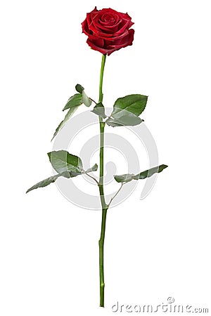 Red rose, long stem Stock Photo