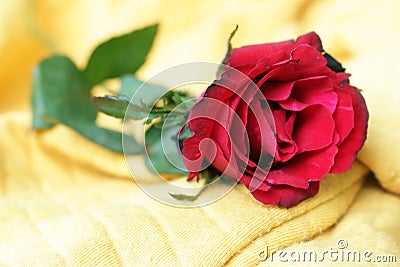 Red rose lying on yellow background. Floral concept background. Beauty in fragility concept. Nature backgrounds for card design. Stock Photo