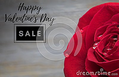 Red Rose Macro Happy Valentine`s Day SALE Stock Photo