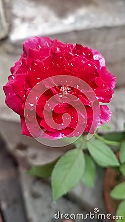 Red rose in moonsoon rdops gree leaf plants rain beautiful nice Stock Photo