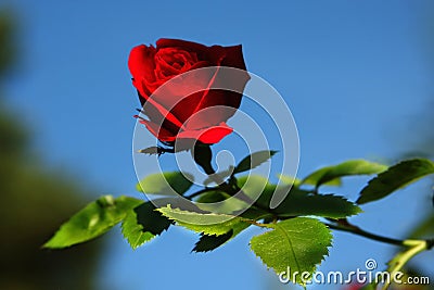 Red Rose in Nature Stock Photo