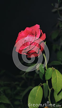 Red rose night and dark shot beautiful wallpaper Stock Photo