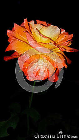 Red rose night photo flowers Stock Photo