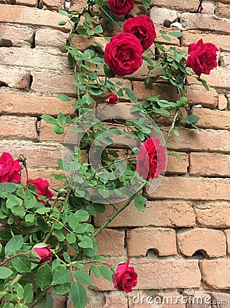 Red rose on an old brick wall Stock Photo