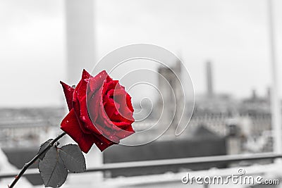 Red rose over Paris background from the terrace of Centre Pompidou Stock Photo