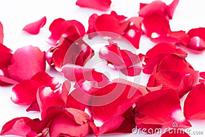 Red rose petal on the ground Stock Photo