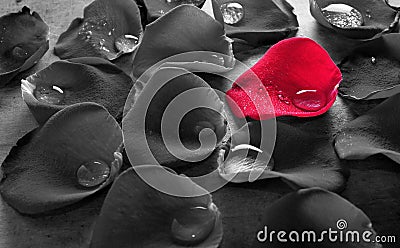 Red Rose Petal Tears Stock Photo