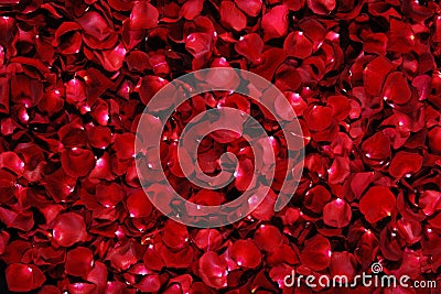 Red rose petals Stock Photo