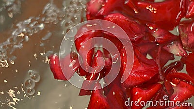 Petals jacuzzi rose in 