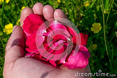 Red rose petals in the palms Stock Photo