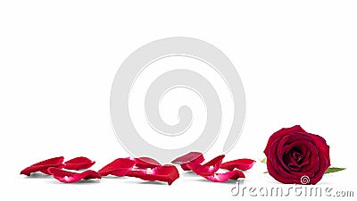 Red rose and petals, selective focus on flower Stock Photo