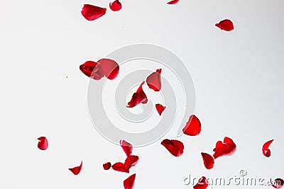 Red Rose Petals on White Background Stock Photo