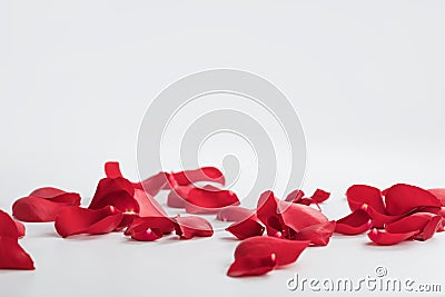 Red rose petals on white background Stock Photo