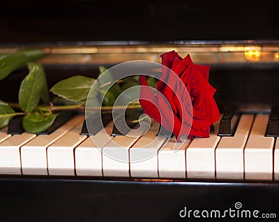 Red rose on piano keyboard Stock Photo