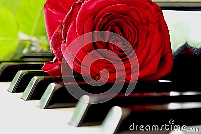 Red rose on Piano Stock Photo