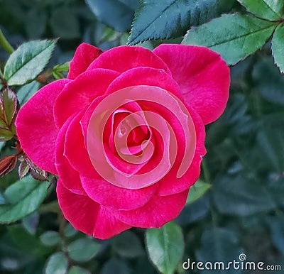 Red rose in portland,oregon Stock Photo