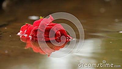 Red rose in a puddle with a reflection. Stock Photo