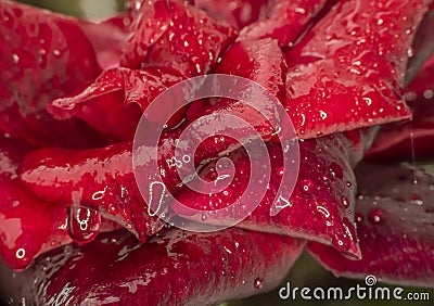 red rose rain drop macro Stock Photo