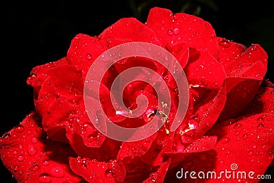 red rose rain drop macro Stock Photo