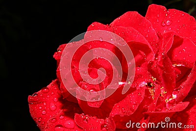 red rose rain drop macro Stock Photo