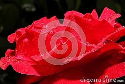 red rose rain drop macro Stock Photo