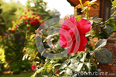 Red rose with rain drops close up photo Stock Photo