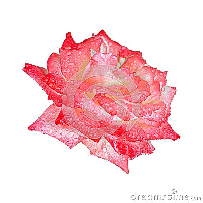 Red rose after rain isolated on a white background. Beautiful natural flower for postcards and design project Stock Photo