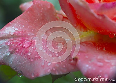 red rose rain Stock Photo