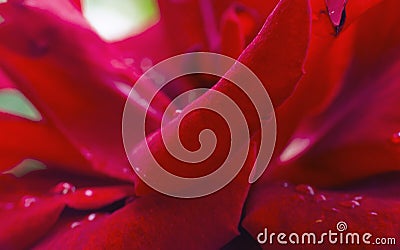 red rose rain Stock Photo