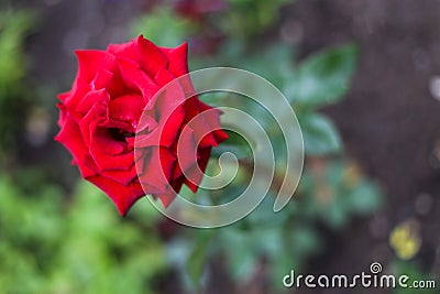 Red rose after rain standing straight in spite of wind Stock Photo