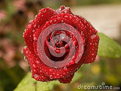 Red rose with raindrops Stock Photo