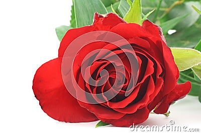 Red rose - real macro Stock Photo