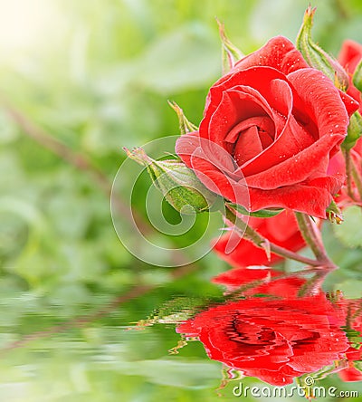 Red rose reflected in the water. Stock Photo