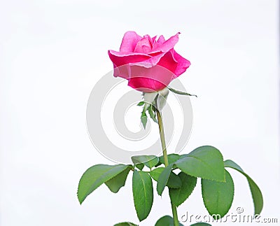 Redromance beautiful rose flower in pure white background. Stock Photo