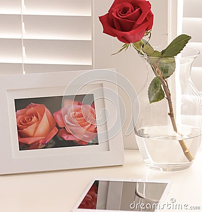 Red rose on shabby chic desk Stock Photo