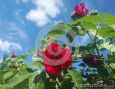 Red rose in the sky Stock Photo