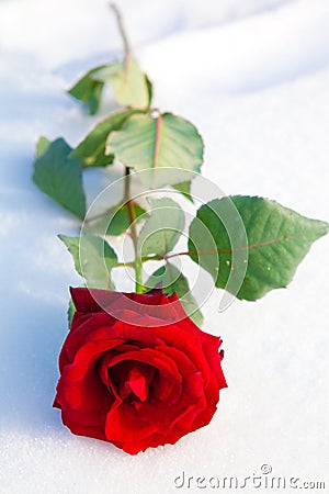 Red rose on snow. Stock Photo