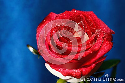 Red Rose on a stem Stock Photo