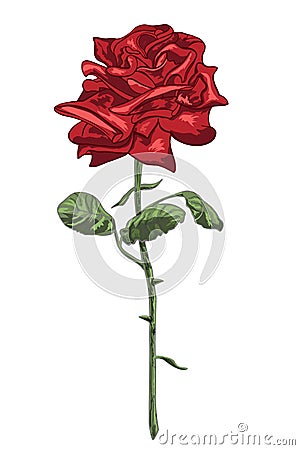 Red rose with stem, leaves and thornes isolated on the white background. Vector illustration Vector Illustration